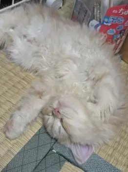 マユミ 様のお迎えした子猫