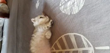 てるてるぼずくん 様のお迎えした子猫