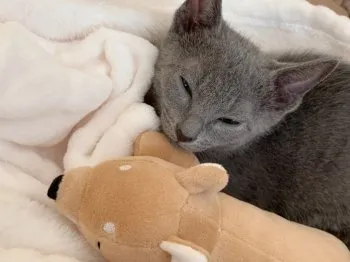 やながわ 様のお迎えした子猫
