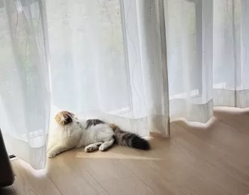 たまん 様のお迎えした子猫