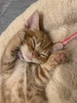 R.H 様のお迎えした子猫