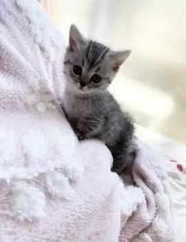 マンチカンまま 様のお迎えした子猫