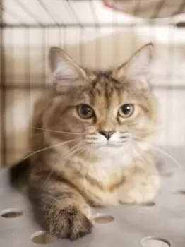 E.O 様のお迎えした子猫