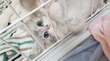 apokuro 様のお迎えした子猫