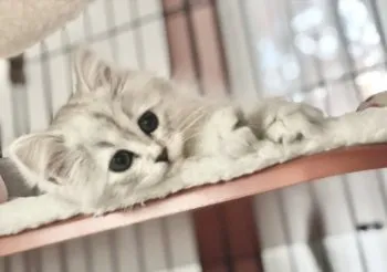 ローラママ 様のお迎えした子猫