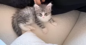 Y.K 様のお迎えした子猫