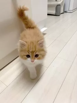 Y.T 様のお迎えした子猫