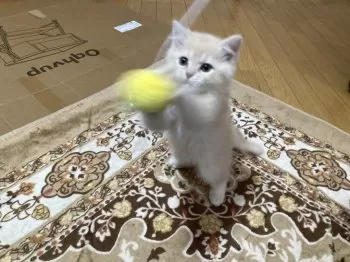 K.T 様のお迎えした子猫