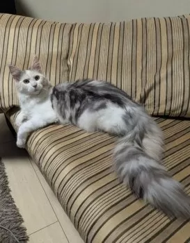 ご隠居 様のお迎えした子猫
