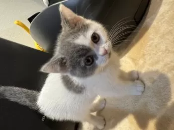 K.H 様のお迎えした子猫