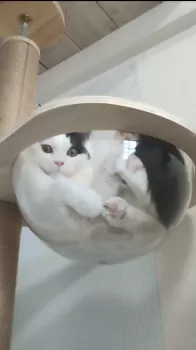 蜜柑 様のお迎えした子猫