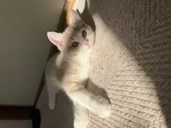 M.S 様のお迎えした子猫