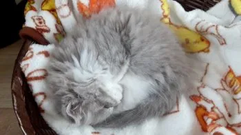 M.K 様のお迎えした子猫