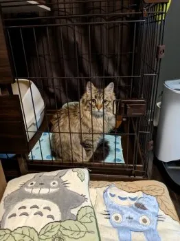 とろろいも 様のお迎えした子猫