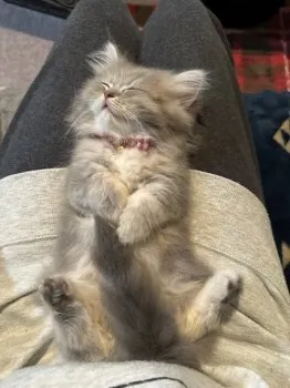 MC 様のお迎えした子猫