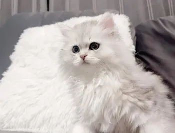 S 様のお迎えした子猫