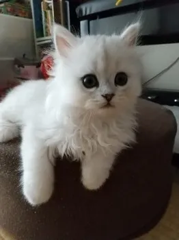 K.K 様のお迎えした子猫