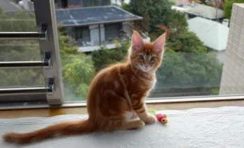 ライアンの下僕 様のお迎えした子猫