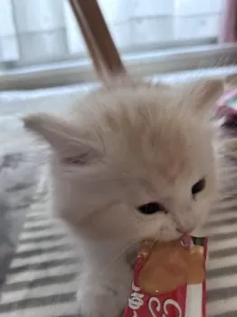 アンジュ 様のお迎えした子猫