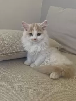 あみち 様のお迎えした子猫