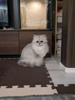 葵ちゃん 様のお迎えした子猫