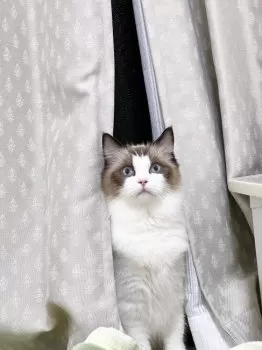 A.U 様のお迎えした子猫