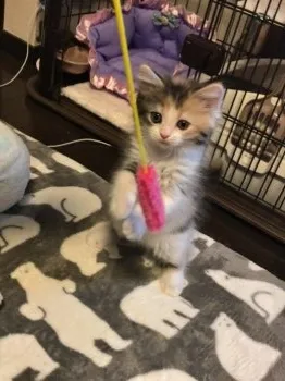 シェリー♡♡♡ 様のお迎えした子猫
