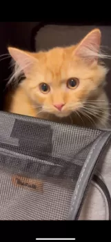 うめ 様のお迎えした子猫
