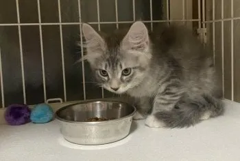 babyekko 様のお迎えした子猫