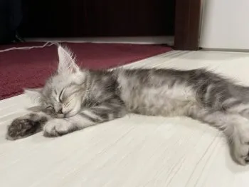 彩 様のお迎えした子猫