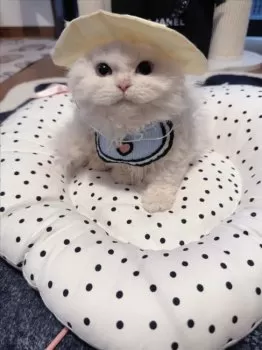 kt 様のお迎えした子猫