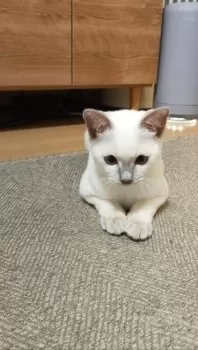 yk1203 様のお迎えした子猫