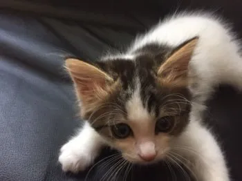 せい 様のお迎えした子猫