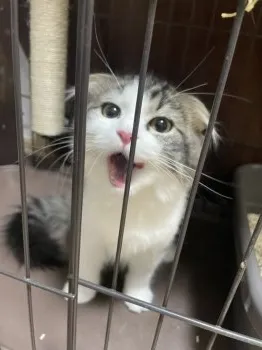 S.S 様のお迎えした子猫