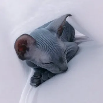 こぞのえ 様のお迎えした子猫