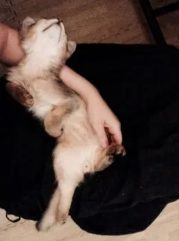 かぼちゃ大好き 様のお迎えした子猫