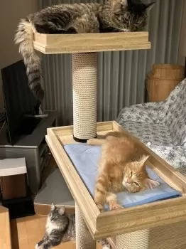 甜甜 様のお迎えした子猫