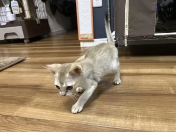 O.Iおさむーん 様のお迎えした子猫