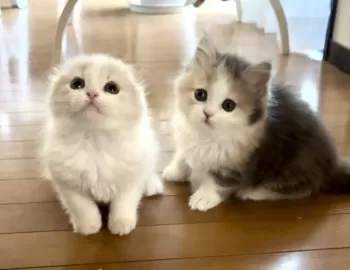 shippo.i 様のお迎えした子猫
