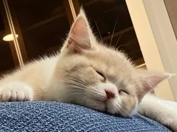 み 様のお迎えした子猫