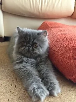 半蔵 様のお迎えした子猫