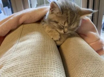 えいたん 様のお迎えした子猫
