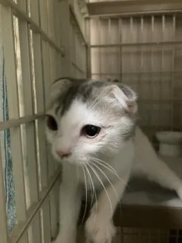 ぼん 様のお迎えした子猫