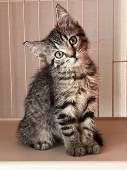 サイ 様のお迎えした子猫