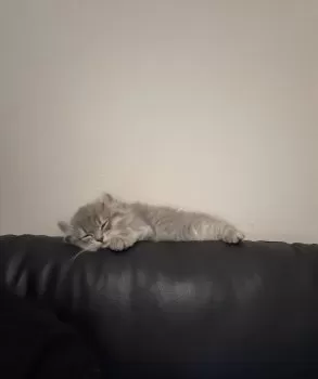 H.Y 様のお迎えした子猫