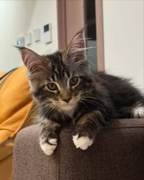 A.A 様のお迎えした子猫