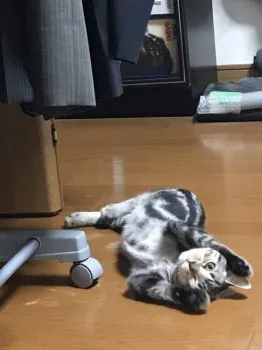 三毛猫華ちゃん 様のお迎えした子猫