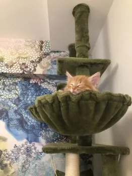 あゆ 様のお迎えした子猫