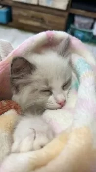 とし 様のお迎えした子猫