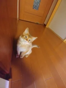 C.O 様のお迎えした子猫